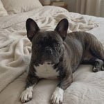 Brindle French Bulldog lying on a soft bed and looking toward the camera.